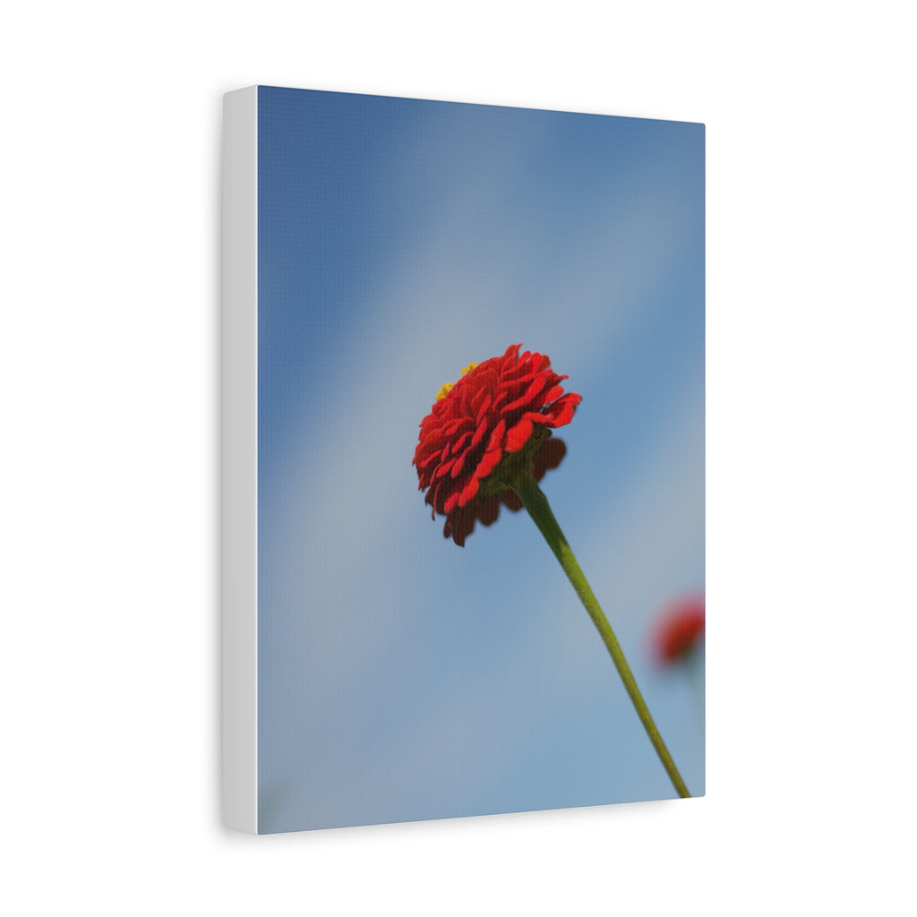 Red Zinnia Bloom Canvas | Stretched Matte Wall Art