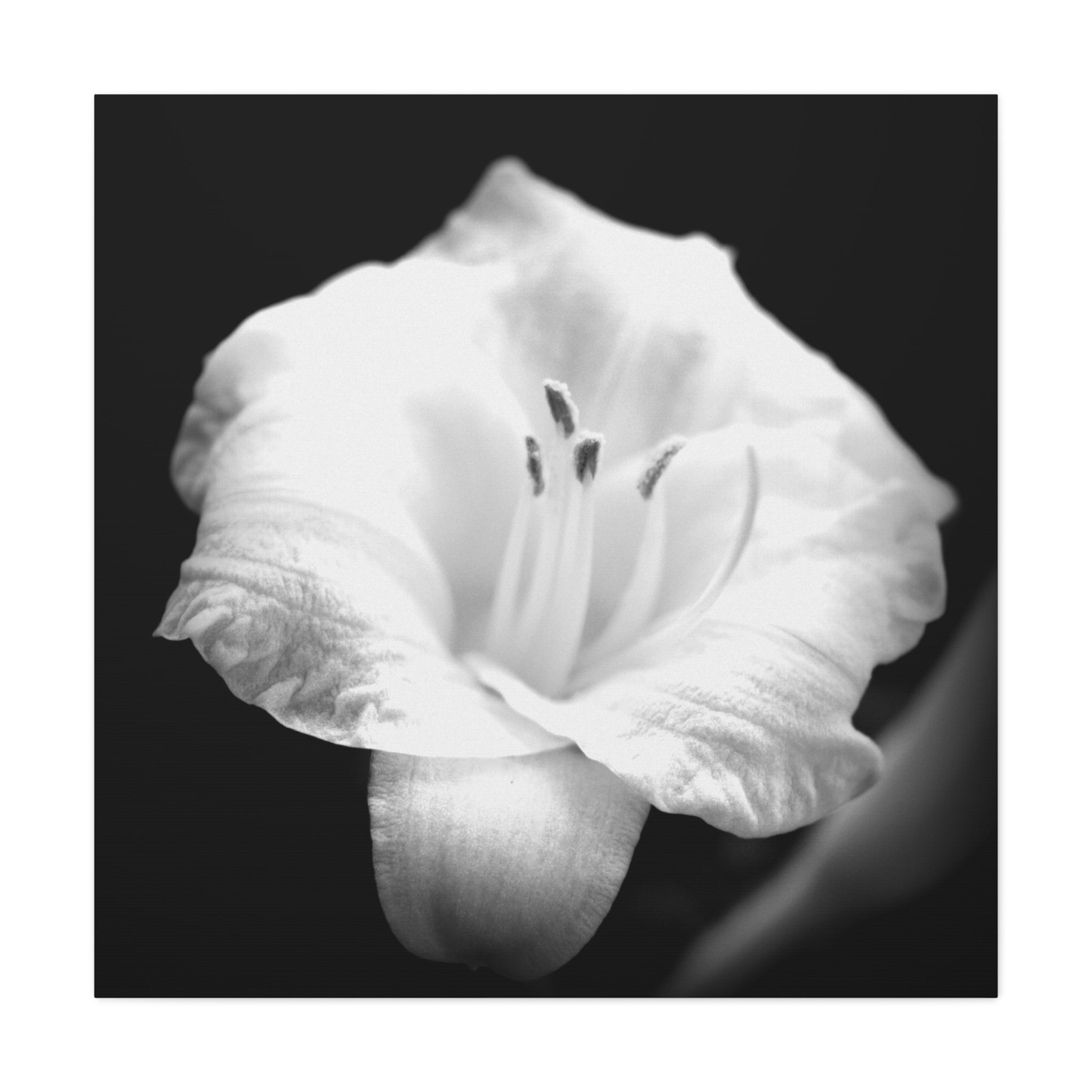 Black and White Lily Photo Canvas