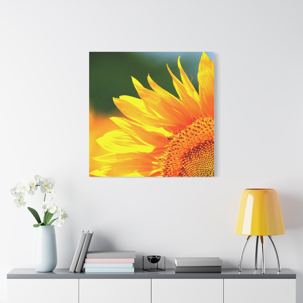 Sunflower Close-Up Matte Canvas