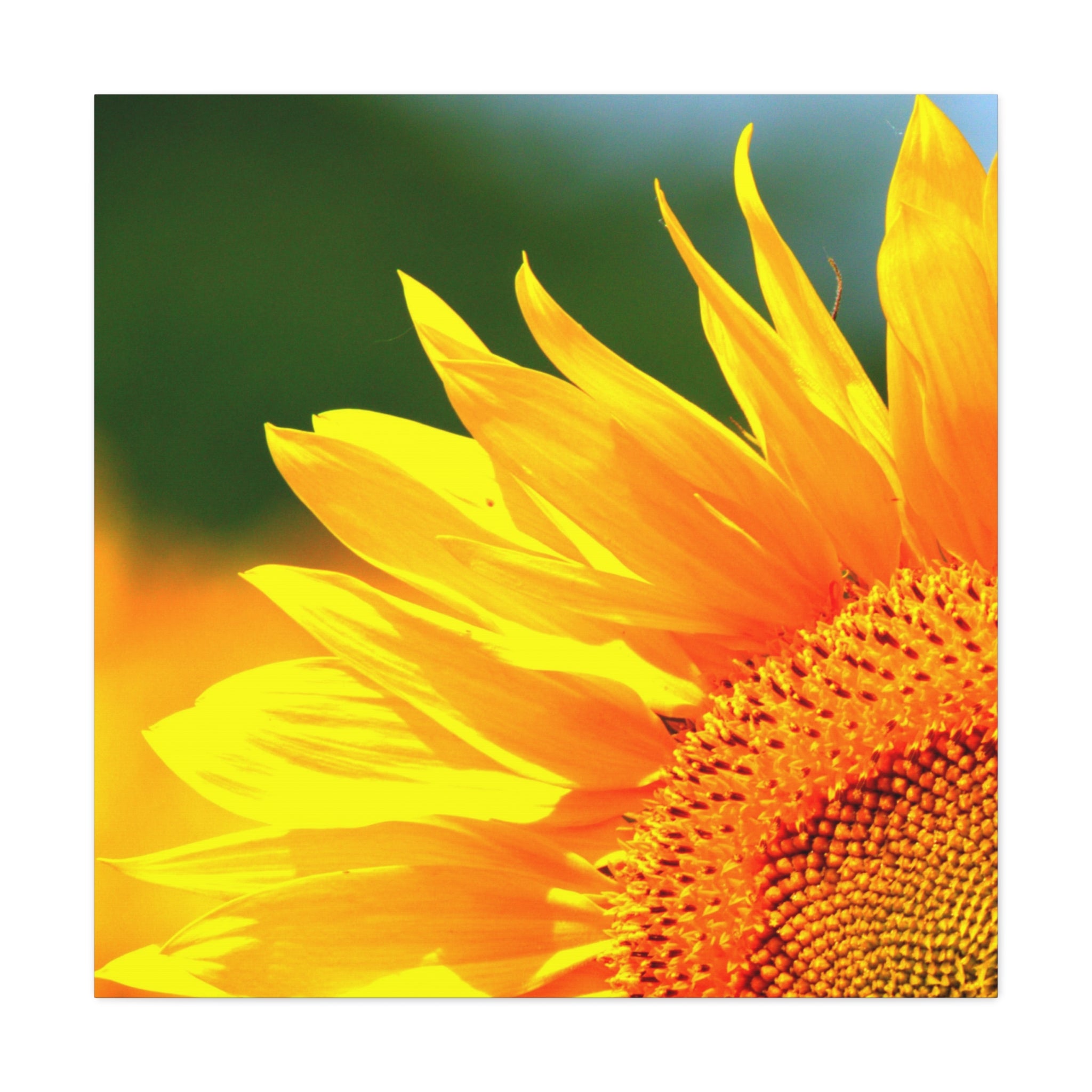 Sunflower Close-Up Matte Canvas