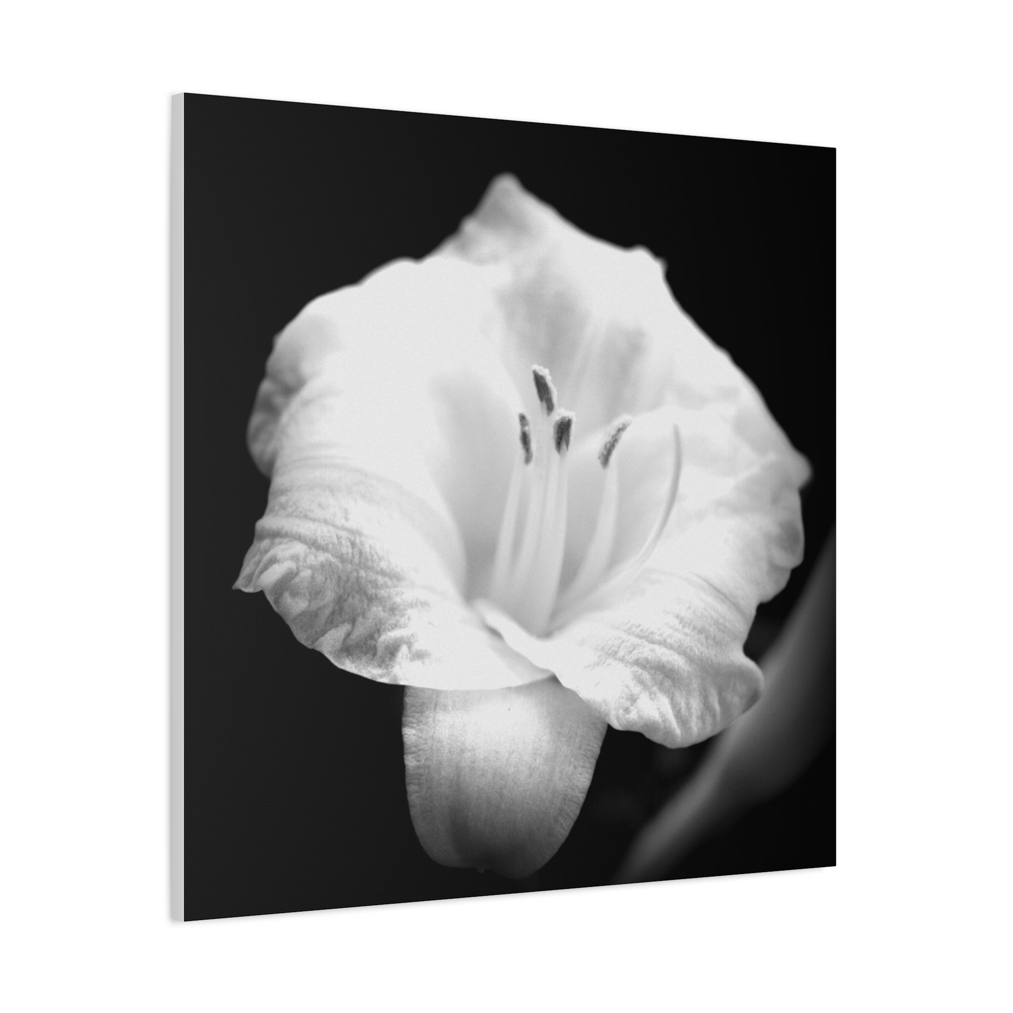 Black and White Lily Photo Canvas