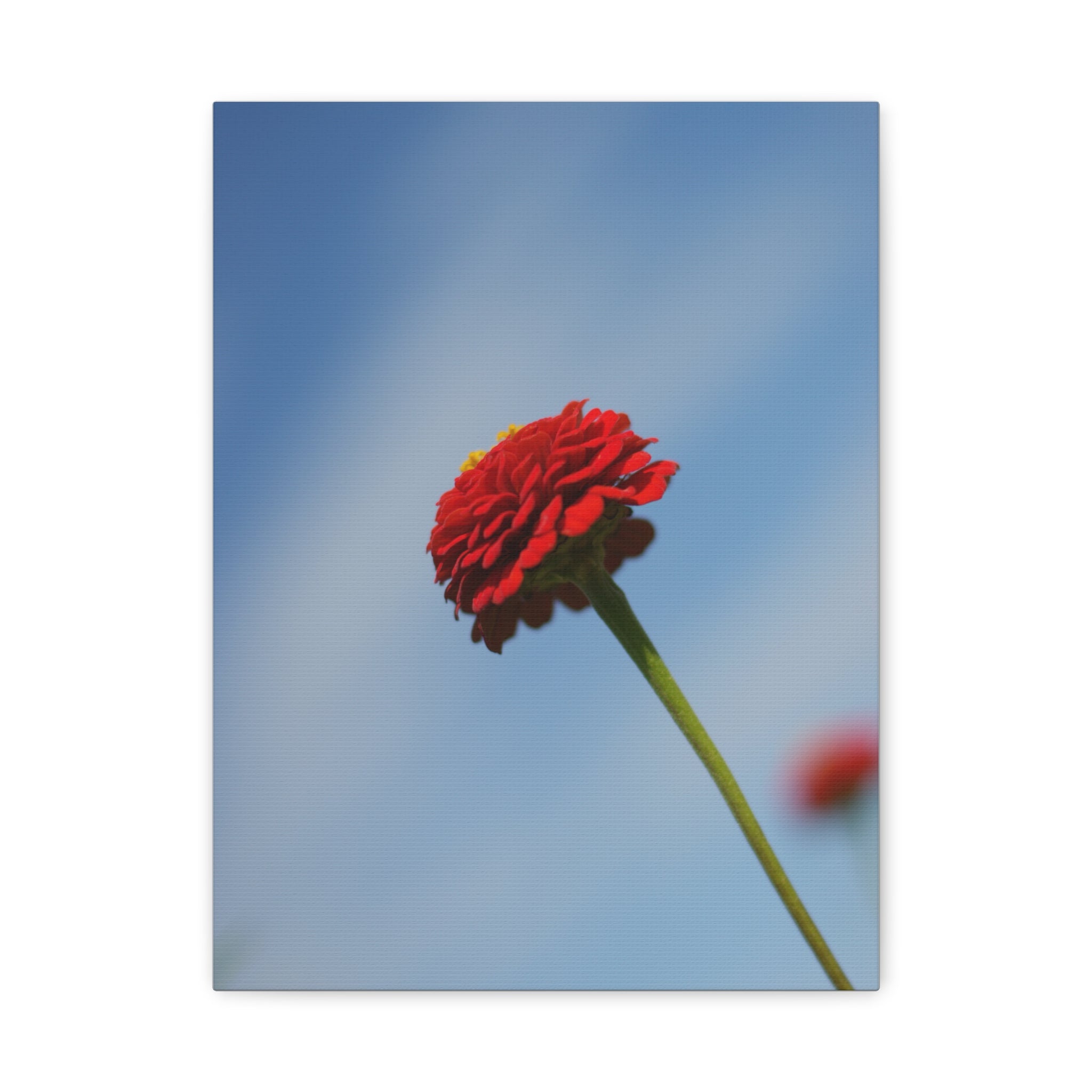 Red Zinnia Bloom Canvas | Stretched Matte Wall Art