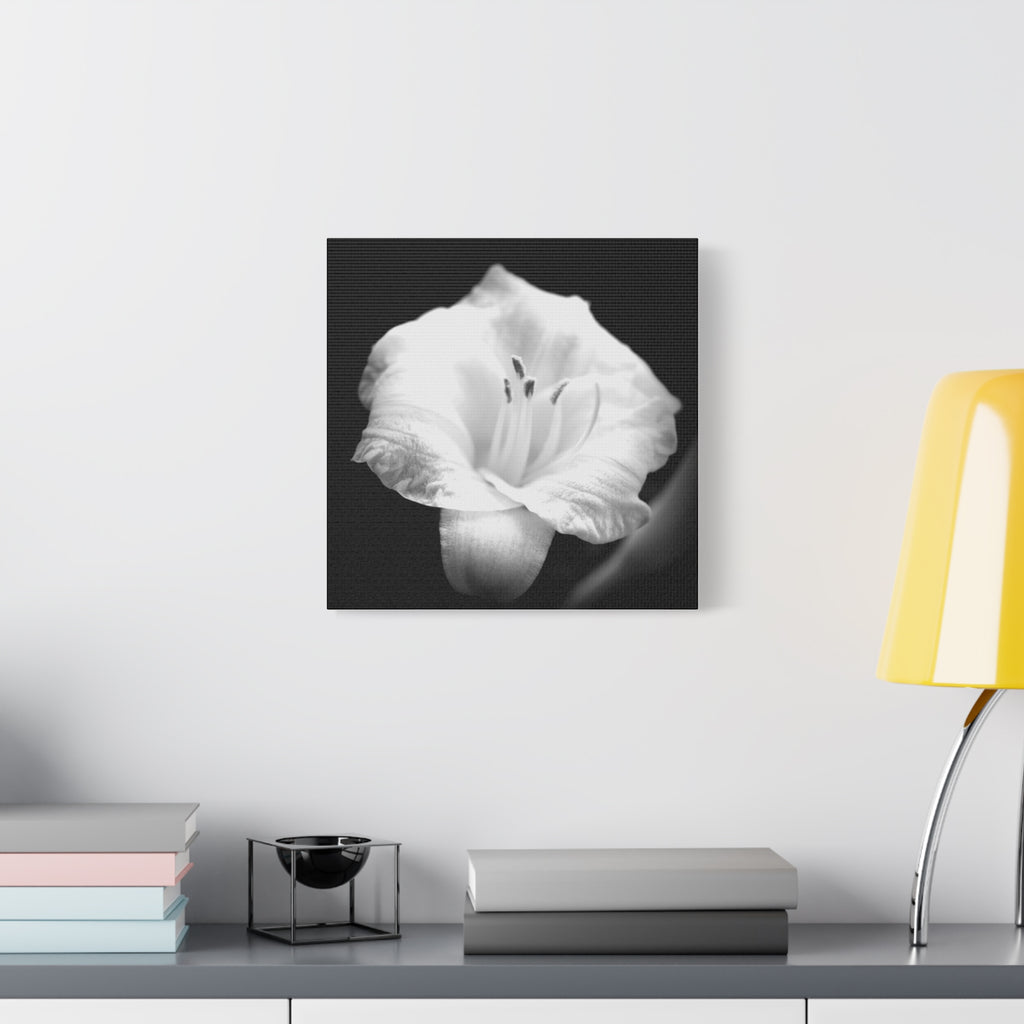Black and White Lily Photo Canvas