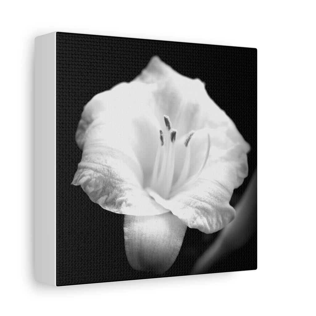 Black and White Lily Photo Canvas