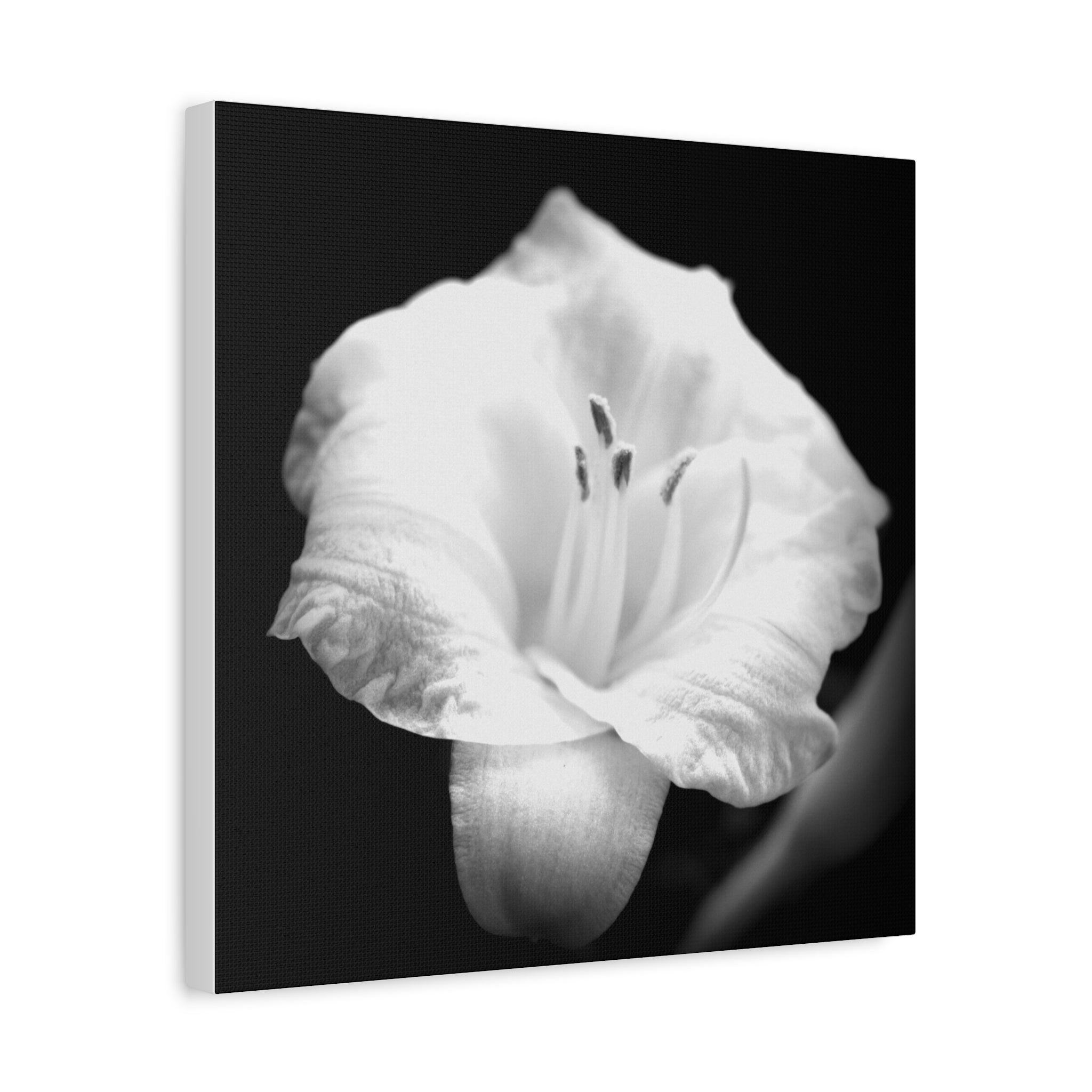 Black and White Lily Photo Canvas